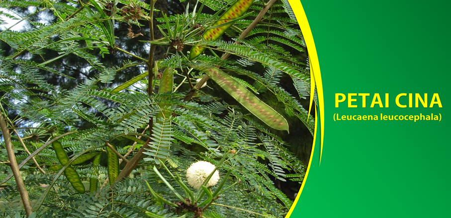 Khasiat Petai Cina Obati Cacingan Khasiat Petai Cina Obati Cacingan